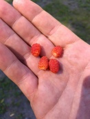 Wild Strawberries!